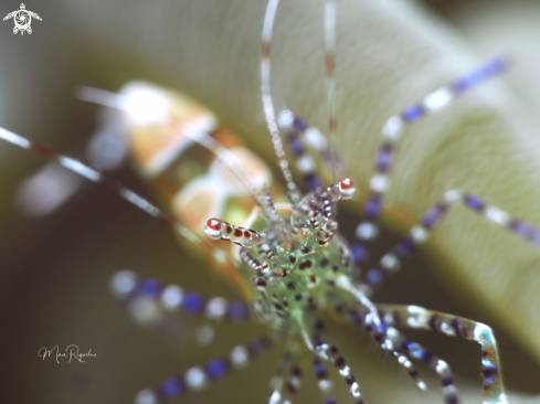 A Spotted cleaner shrimp