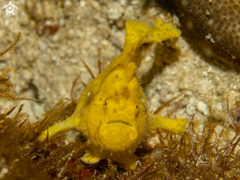 A Frogfish