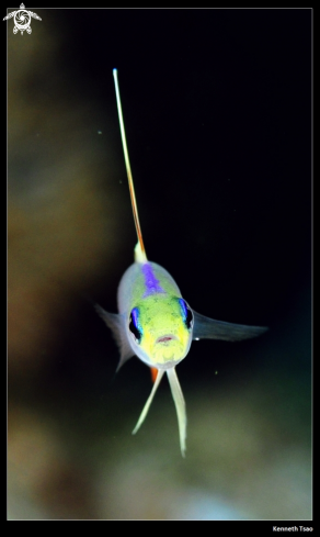 A Nemateleotris magnifica fish | Radar Fish