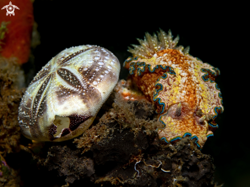 A Glossodoris Nudibranch