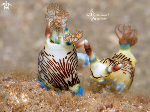 A Nembrotha Nudibranch