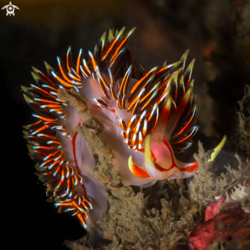 A Phidiana militaris nudibranch