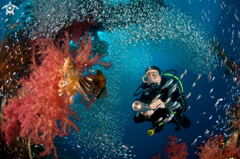 A Cedar Pride Wreck