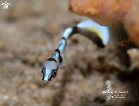 A Juvenil Fish (20mm)