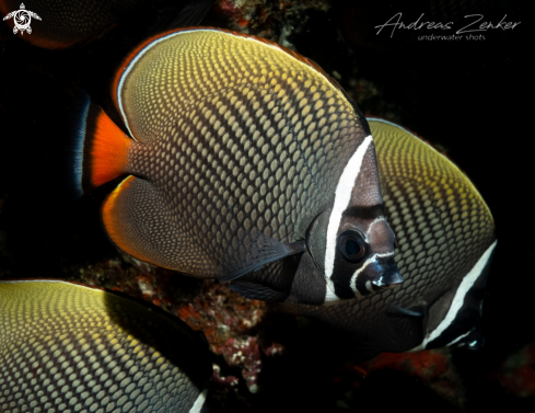A Redtail Butterflyfish