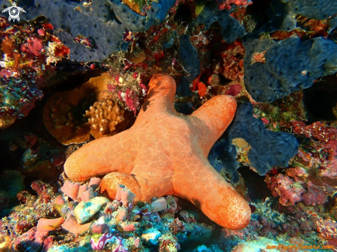 A Choriaster Granulatus | Stella Marina