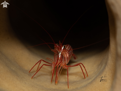 A Peppermint Shrimp