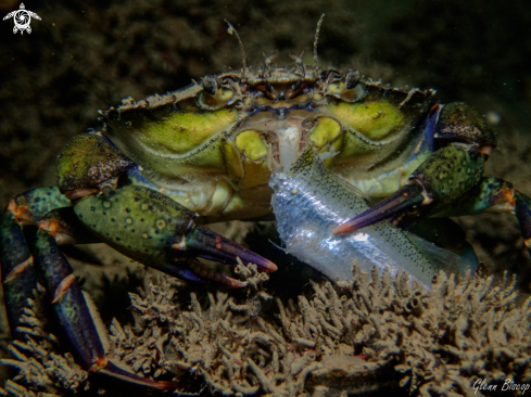 A Carcinus maenas | Carcinus maenas