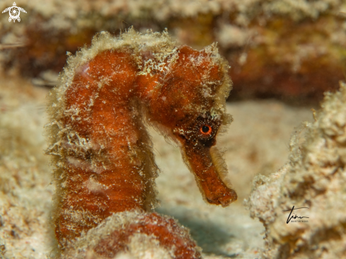 A Seahorse