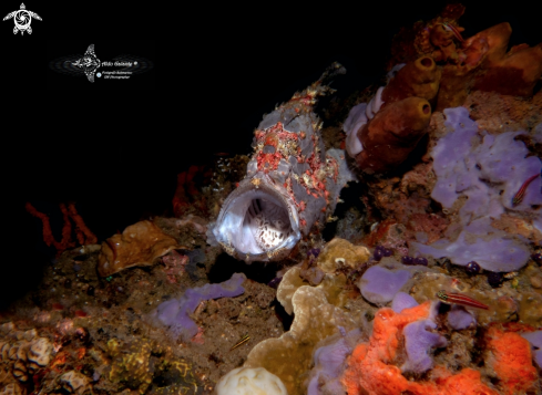 A Giant Frogfish