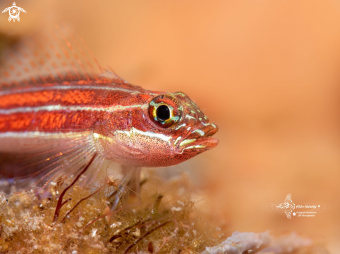 A Tropical Striped Triplefin