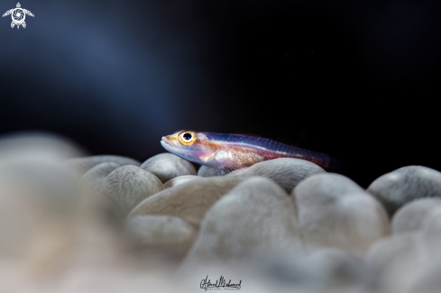 A Goby fish