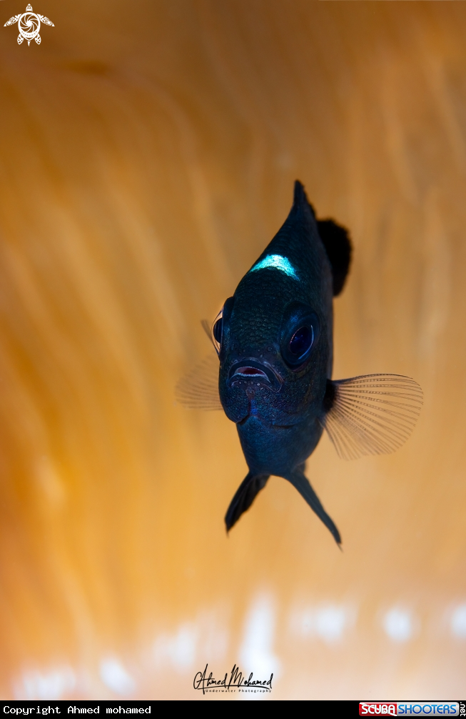 A Damsel fish