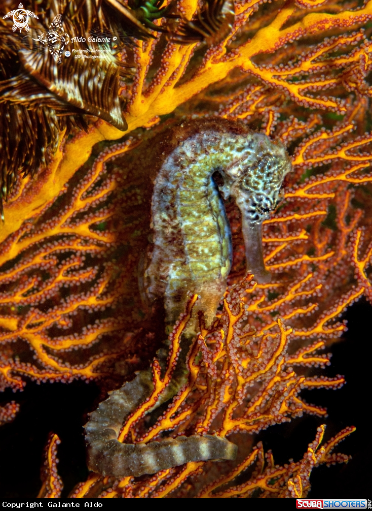A Tiger Tail Seahorse 