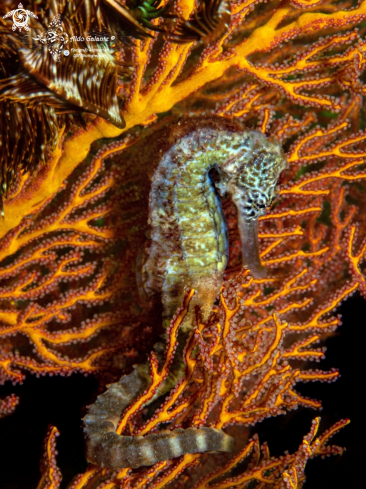 A Tiger Tail Seahorse 