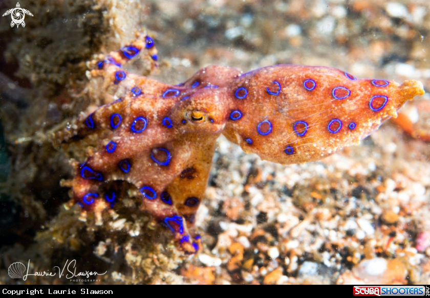 A Greater Blue-Ringed Octopus