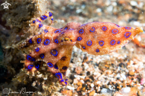 A Greater Blue-Ringed Octopus
