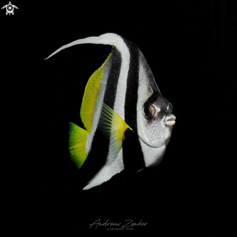 A Longfin Bannerfish 