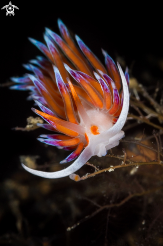 A Cratena peregrina nudibranch