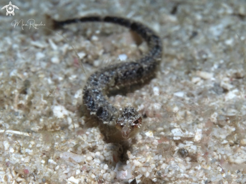 A Shortfin Pipefish