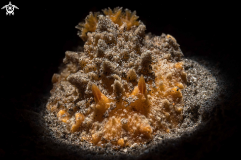 A Otinodoris sp. | Otinodoris sp.