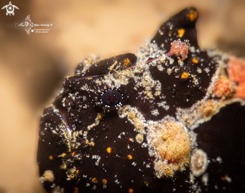 A Painted Frogfish 