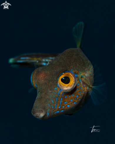 A Sharpnose Puffer