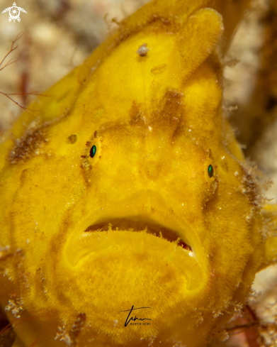 A Frogfish