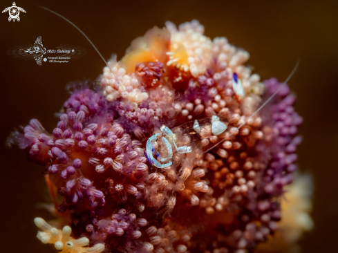 A Magnificent Anemone Shrimp