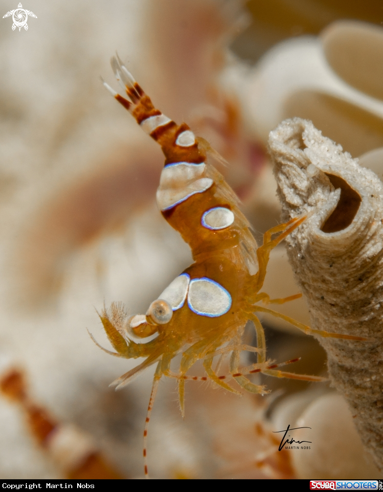 A Squat Anemone Shrimp