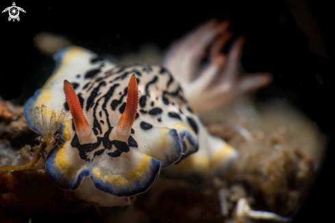 A Hypselodoris maritima