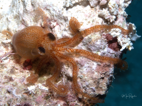 A Octopus joubini | Atlantic Pygmy Octopus