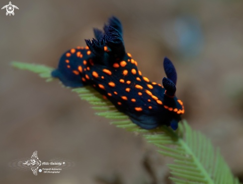 Nembrota Nudibranch 