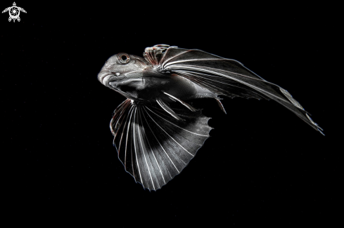 A Dactylopterus volitans | Owl Fish