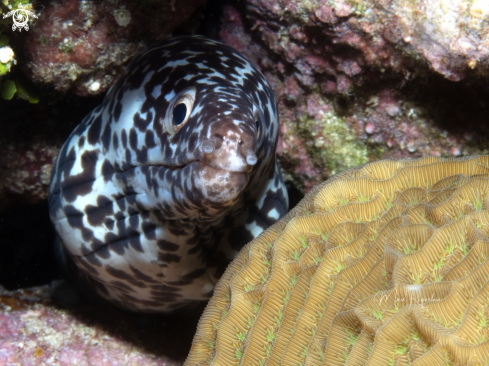 A Spotted Moray