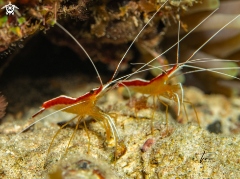 A Scarlet-striped Cleanershrimp