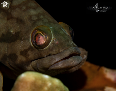 A Grouper