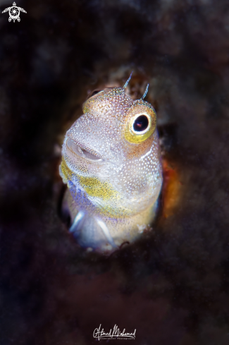 A Blenny