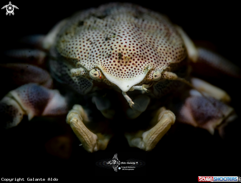 A Porcelain Crab