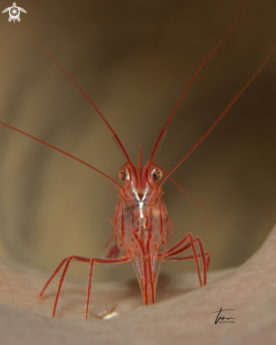 A Peppermint Shrimp