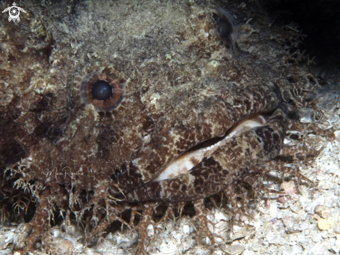 A Bearded Toafish