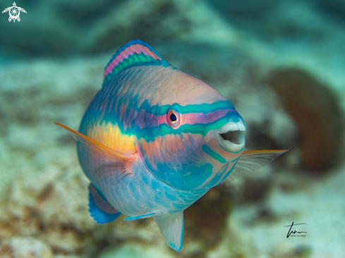 A Princess Parrotfish