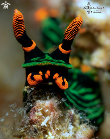 A Nembrotha Nudibranch