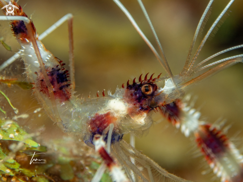 A Banded Coralshrimp