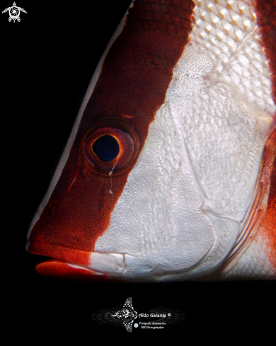 A Emperor Red Snapper