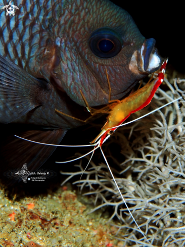 A Bowtie Damselfish - Cleaner Shrimp