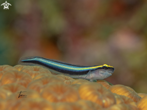 A Elacatinus evelynae | Sharknose Goby