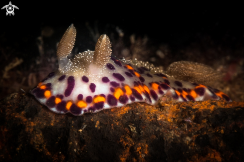 A Chromodoris naiki nudibranch