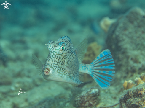 A Honeycomb Cowfish