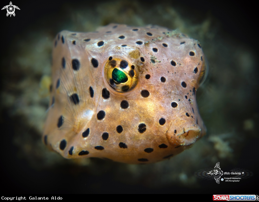 A Shortnose Boxfish (3 cm)